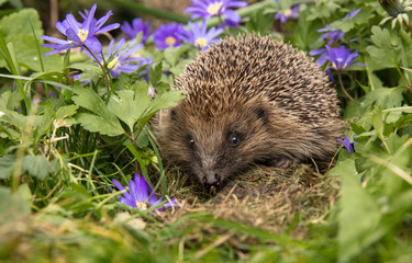 Hedgehog in springtime, (Scientific name: Erinaceus Europaeus) wild, free roaming hedgehog, taken from wildlife garden hide to monitor health and population of this declining mammal, space for copy	