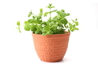 ミントの鉢植え