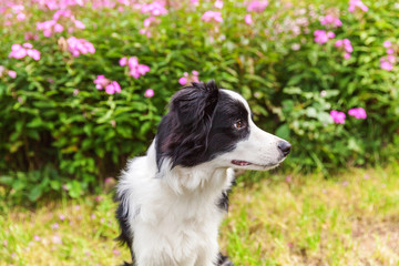 Outdoor portrait of cute smilling puppy border collie sitting on grass flower background. New lovely member of family little dog gazing and waiting for reward. Pet care and funny animals life concept.