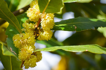 bee getting pollen