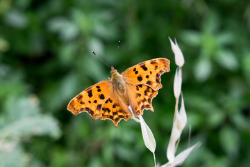 Fototapeta na wymiar Beautiful and colorful butterfly (Polygonia c-album)