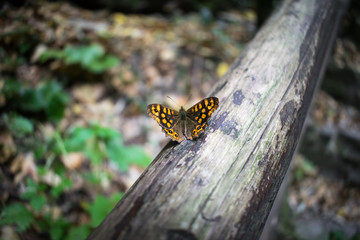 Butterfly (Pararge aegeria) on a carpet wood