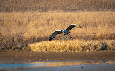 Sandhill Crane flying over wildlife basin at Hiwassee sanctuary in Birchwood Tennessee.