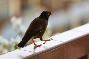A black bird with a yellow beak (Acridotheres tristis) steps along the railing of the balcony