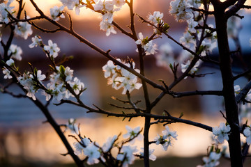 A branch of a blossoming cherry on the sunset.
