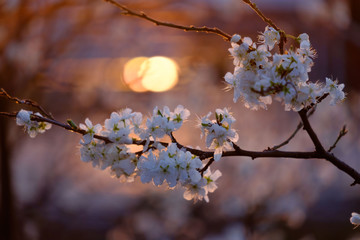 A branch of a blossoming cherry against the sunset.