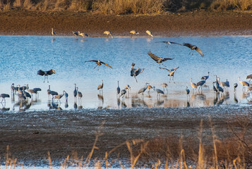 Sandhill Cranes in natural habitat at Hiwassee wildlife sanctuary in Birchwood Tennessee.