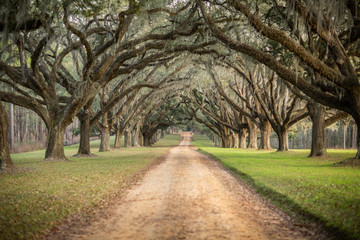 Fototapeta premium Beautiful southern Georgia road driveway with canopied pecan trees starting to bloom in the spring on an overcast day