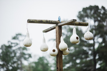 Gourd birdhouses hanging from a hand made wooden stand 