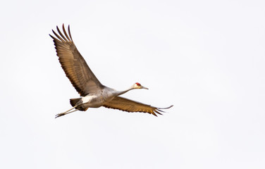 Sandhill Cranes flying at Hiwassee wildlife sanctuary in Birchwood Tennessee.