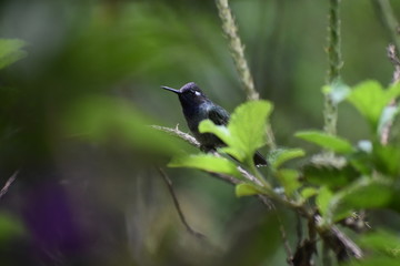 Fototapeta premium violet headed hummingbird