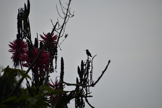 hummingbird shape