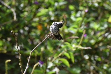 many spotted hummingbird