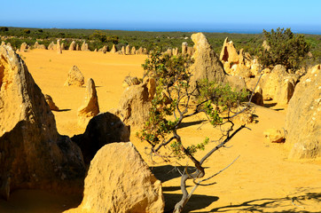 Pinnacles desert