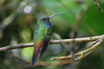 green backed hillstar