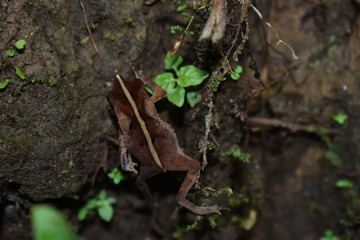 frog climbing