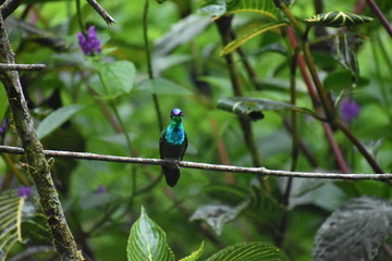 Violet fronted brilliant