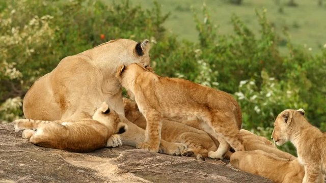 Lion cubs play with lioness on a Skopje in the Masai Mara