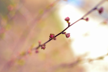 Spring nature background. Boke effect. Blurred background of flowers. Pink-purple abstract background of buds and small flowers.