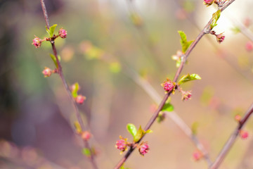 Spring nature background. Boke effect. Blurred background of flowers. Pink-purple abstract background of buds and small flowers.