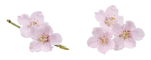 A peach tree branch and a group of peach flowers. Isolated picture.