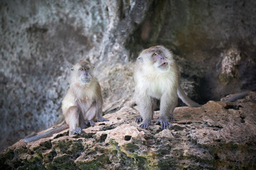 Dissatisfied male and female monkeys are sitting on a stone cliff.