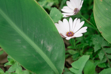  Daisy flower in garden