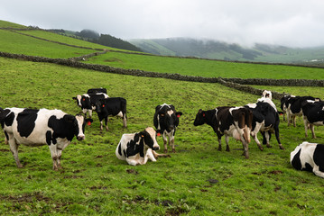 Fototapeta premium cows in a meadow
