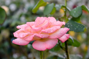 Pink rose bathed in dew