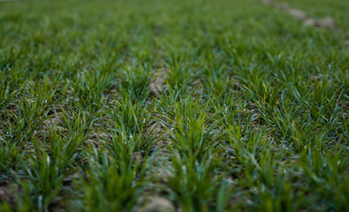 Young green wheat seedlings growing on a field. Agricultural field on which grow immature young cereals, wheat. Wheat growing in soil. Close up on sprouting rye on a field in sunset. Sprouts of rye.