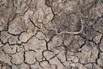 Cracked earth, cracked soil. Texture of grungy dry cracking parched earth. Global warming effect.