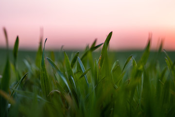 Fototapeta premium Young green wheat seedlings growing on a field. Agricultural field on which grow immature young cereals, wheat. Wheat growing in soil. Close up on sprouting rye on a field in sunset. Sprouts of rye.