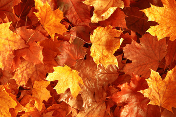 Fototapeta na wymiar Autumn creative composition. Beautiful autumn leaves as background. Fall leaf. Flat lay, top view, copy space