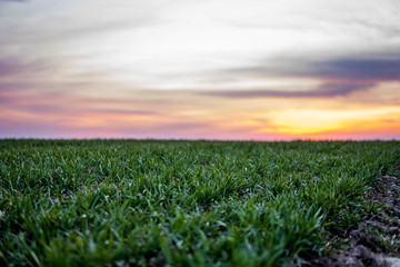 Young green wheat seedlings growing on a field. Agricultural field on which grow immature young cereals, wheat. Wheat growing in soil. Close up on sprouting rye on a field in sunset. Sprouts of rye.