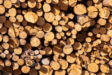 Fototapeta premium Logs round logs piled on top of each other