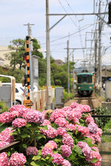 Enoden and Hydrangea Kamakura Japan