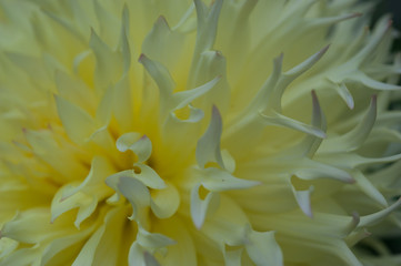 Dahlia 5