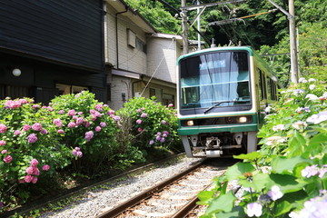 Enoden and Hydrangea Kamakura Japan