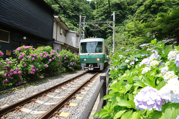 Enoden and Hydrangea Kamakura Japan