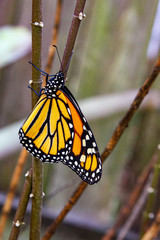 Newly hatched monarch butterfly
