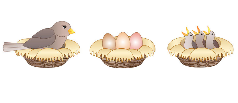 Set Stages of hatching chicks. Three pictures about the process of hatching chicks - a bird sits on a nest, a nest with eggs and a nest with small chicks - vector full-color pictures about birds.