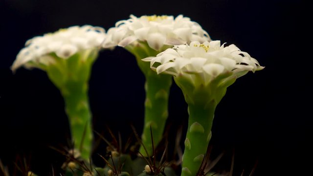 Close up Blooming Flowers Time Lapse of castus flower