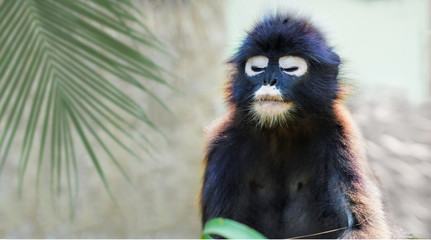 Langour monkey dreaming with the palm tree leaf on the background. Beautiful wild black monkey with...