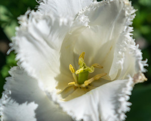 Turri Garden: white tulip corolla
