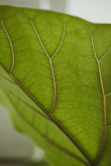 close up of fiddle fig leaf 