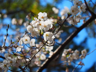 桜