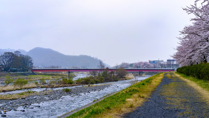 Fototapeta na wymiar 春の渡良瀬川
