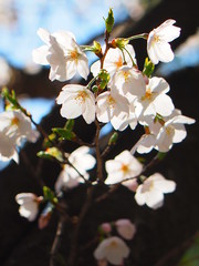 Fototapeta premium 桜