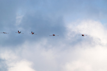 Flock of flamingos in flight
