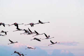 Flock of flamingos in flight